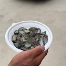 적금해리스 이미지