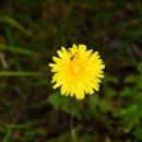 민들레유통 이미지