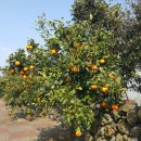 하신상로 이미지