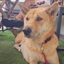 순수진돗개 이미지