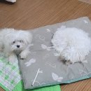 메이숑 이미지