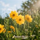 노란꽃