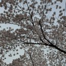 2024 동학사 벚꽃축제 이미지