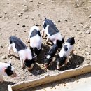 양동목장 이미지