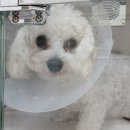 상무동물병원 이미지