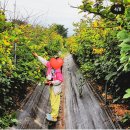 수도권 체험 안성 산딸기체험 소담산딸기 벌써 3번째 후기 내돈내산