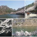 녹원홍삼 | 진안 마이산 탑사 봄에는 벚꽃, 여름 녹원, 가을 단풍, 겨울 설원 즐기기