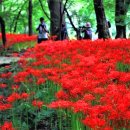 선운사꽃무릇 이미지