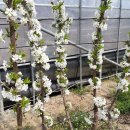 체리의향기 이미지