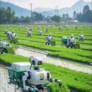 인간 대신 로봇으로 모심기 이미지