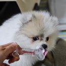 강아지치발기 커피츄 대용 입질츄 이갈이 장난감