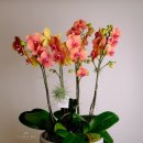 플라워피부과의원 이미지