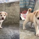 아기강아지 이미지