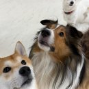 경기도 수원시 권선구 세권로207번길 16 이미지