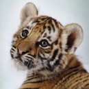 주식회사 알파도 이미지