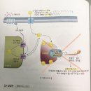 2권 25장 효과기 p.220 평활근의 수축기작 이미지