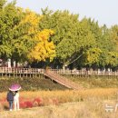 곡교천길 이미지