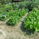 고양이 세수_설렘 이미지