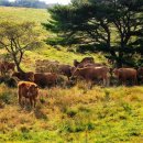 청정목장 이미지