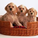 꼬꼬마 강아지 이미지