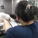 안 수의과병원 이미지