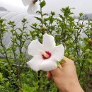 무궁화 슈퍼 이미지