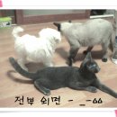 야옹이와 멍멍이 이미지