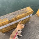 순정민박 이미지