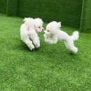 멍찌애견유치원 이미지