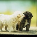 개팔자 상팔자 이미지