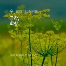 회향 이미지