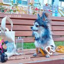 산책앱 "펫런(petrun)" 사용후기와 펫런굿즈소개