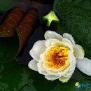 흔들리며 피는 꽃 이미지