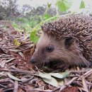 고슴도치 ( 영어; hedgehog, 학명; Erinaceinae )
