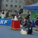 중앙애견미용 이미지