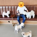 개린이보호구역 | 송산 새솔동 내돈내산 애견카페 개린이보호구역 사랑스러운 댕댕이로 힐링하기