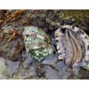 완도전복삼계탕 이미지