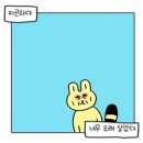 로얄캣 이미지