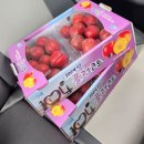 신안 안좌도 자라도 여름과일 플럼코트 자두 살구