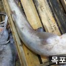 목포밴댕이 이미지