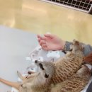 마리앤쥬(ZOO) 이미지