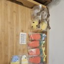 펫디저트(Pet Dessert) 이미지