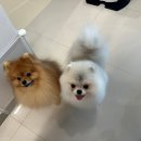 츄블리 펫 살롱 이미지