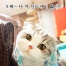 담소사골순대 이미지