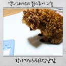 블루퍼피 | 애견용품 추천! 강아지노즈워크장난감 옙퍼피노즈워크 블루스퀘어 퍼즐 후기 강아지노즈워크