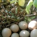 철수농장 이미지