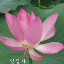 세잎클로버 이미지