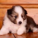 이지스힐 이미지