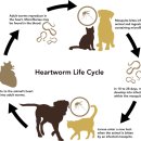 아리스타동물의료센터 이미지