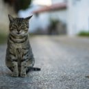 길냥이와 함께하는 이미지